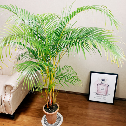現品］おすすめ！ ※一点限り※ アレカヤシ 根上り 7号 観葉植物