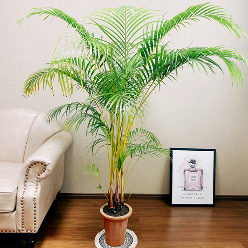 ［現品］1番　アレカヤシ　8号　観葉植物　大型　室内　プラ鉢　おしゃれ　ヤシ 観葉植物 アレカヤシ 8号 プラスチック鉢 | 観葉植物なら