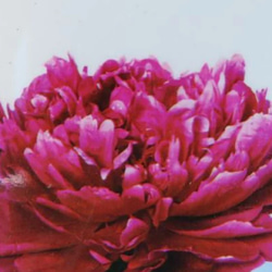 【火祭】牡丹と芍薬の交配種 花付きの凄いハイブリッド芍薬 1枚目の画像