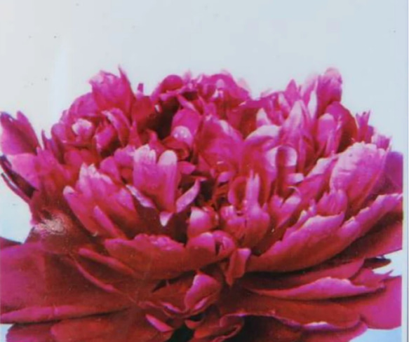 超安い品質 牡丹 水彩画 (芍薬(シャクヤク)【局】|薬草絵図鑑 超安い品質 牡丹 水彩画 (芍薬(シャクヤク)【局】|薬草絵図鑑