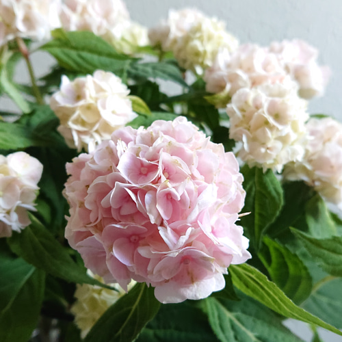 ○限定○ 希少 ”山紫陽花『伊予獅子手まり』バスケット鉢カバーセット