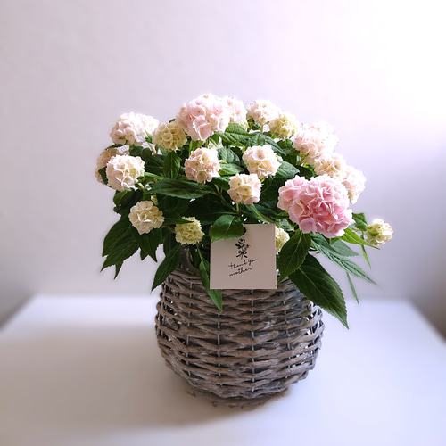 ○限定○ 希少 ”山紫陽花『伊予獅子手まり』バスケット鉢カバーセット