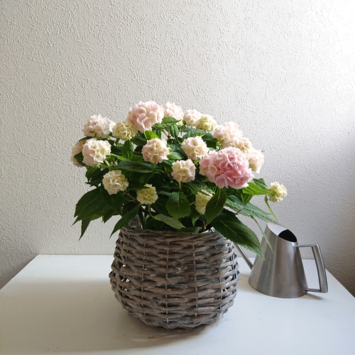 ○限定○ 希少 ”山紫陽花『伊予獅子手まり』バスケット鉢カバーセット