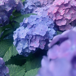 HYDRANGEAー紫陽花－　FRAGRANCE CANDLE(ソイキャンドル) 2枚目の画像