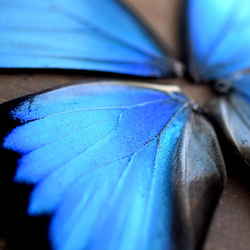 モルフォ蝶の羽　現物（A1） 2枚目の画像