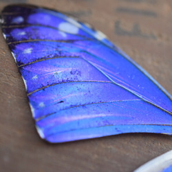 モルフォ蝶の羽　現物（B1） 2枚目の画像