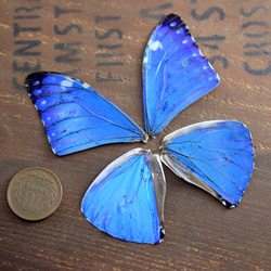 モルフォ蝶の羽　現物（B1） 1枚目の画像