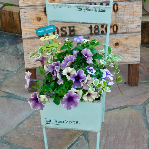 【母の日gift】ペチュニアマルベリーの可愛い籠寄せ植え 母の日gift】ペチュニアマルベリーの可愛い籠寄せ植え 立ち並ん