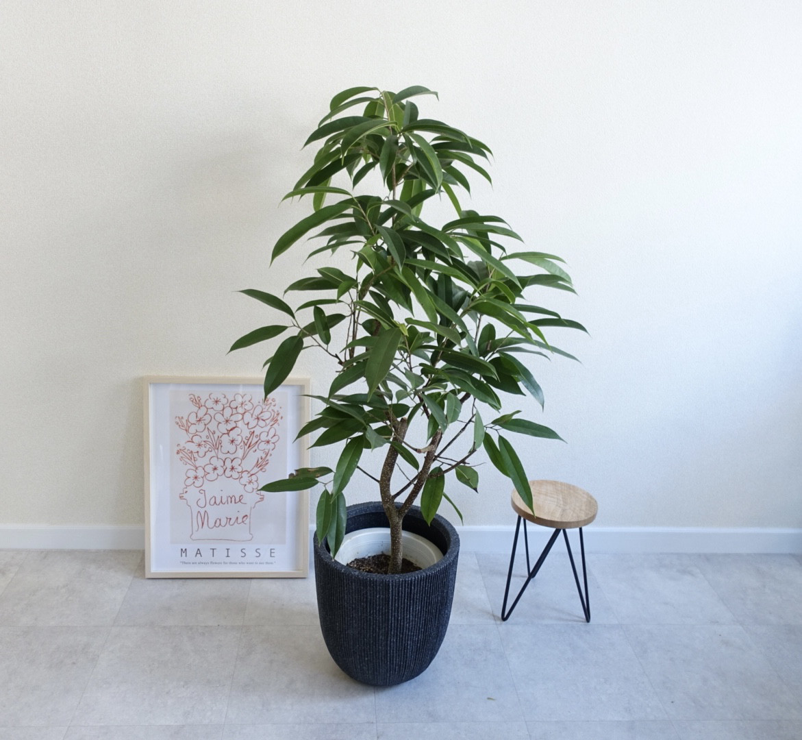 フィカス アムステルダムキング ショウナンゴムノキ 観葉植物