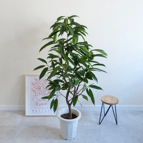 ☆フィカス アムステルダムキング(ショウナンゴム) 太幹♪ 160cm♪ ☆フィカス アムステルダムキング(ショウナンゴム) 太幹♪ 160cm♪