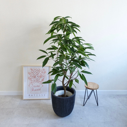 フィカス アムステルダムキング ショウナンゴムノキ 観葉植物 室内 