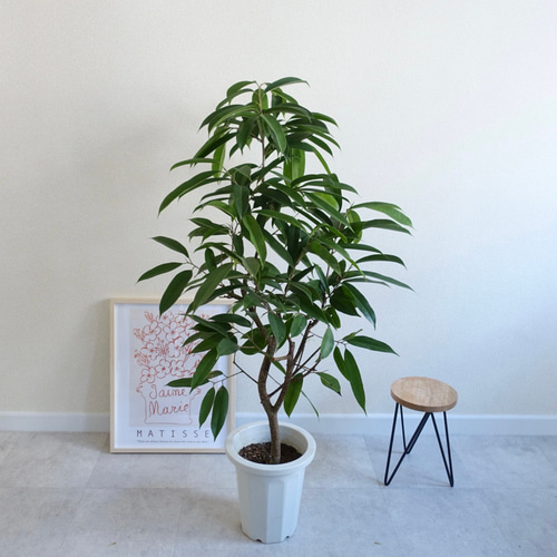 ☆フィカス アムステルダムキング(ショウナンゴム) 太幹♪ 160cm♪ ☆フィカス アムステルダムキング(ショウナンゴム) 太幹♪ 160cm♪