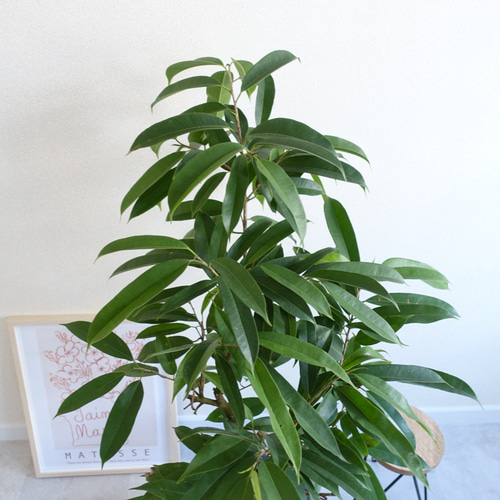 フィカス アムステルダムキング ショウナンゴムノキ 観葉植物 フィカス アムステルダムキング ショウナンゴムノキ 観葉植物