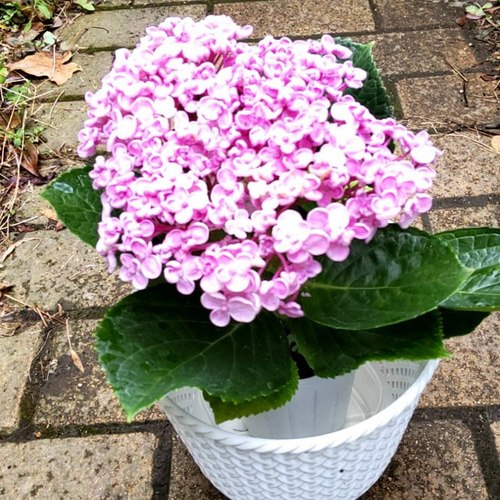 専用【渦紫陽花】ポップコーン紫陽花 おたふく紫陽花 苗 紫陽花
