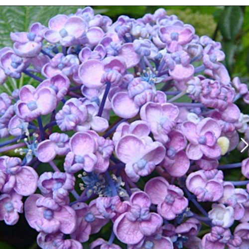 専用【渦紫陽花】ポップコーン紫陽花 おたふく紫陽花 苗 紫陽花