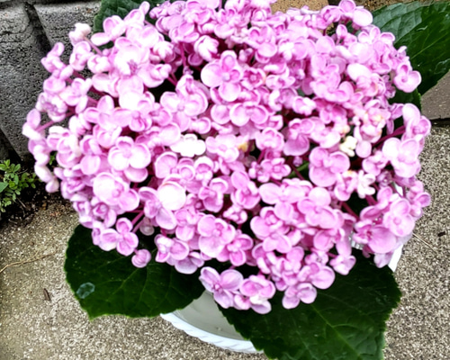 即購入可 オタフク（ウズ）アジサイ現物A抜き苗 即購入可オタフク