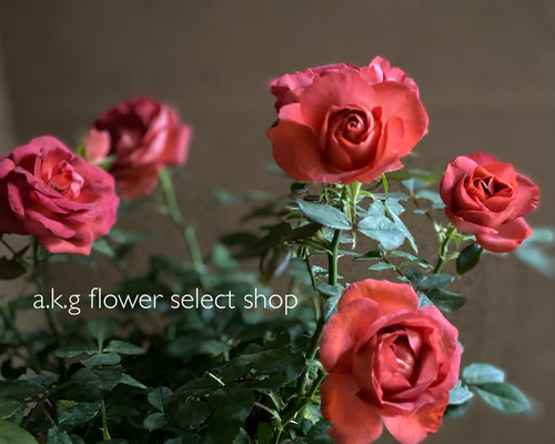 1f96259e8e6946e99da8a8f5d4d3dc