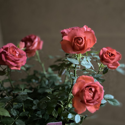 母の日ギフト ミニバラ コーヒー オベーション Coffee Ovation 5号鉢