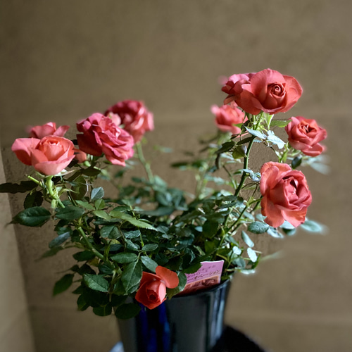 母の日ギフト ミニバラ コーヒー オベーション Coffee Ovation 5号鉢