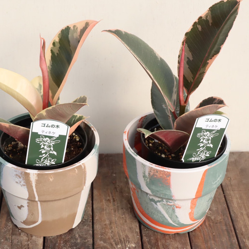 フィカスシリーズ＊ティネケ＊ルビー＊トリコロール鉢＊観葉植物