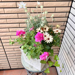 本物保証】 フランネルフラワーとカーネーションの寄せ植え♪ 植物