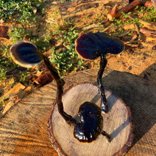 万年茸(霊芝）きのこのオブジェ キノコインテリア 立体・オブジェ 貫木