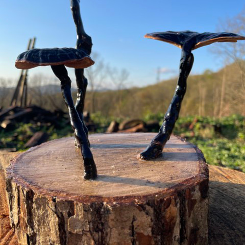 霊芝 置物 直径25cm 高さ20cm 300g 霊芝 置物 直径25cm 高さ20cm 300g