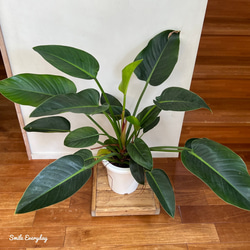 アンティーク　キャスター　プランター台　観葉植物　 9枚目の画像