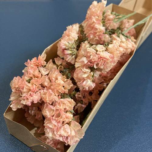 20輪以上｜ドライチース｜バレンシアオレンジ［スターチスのドライ