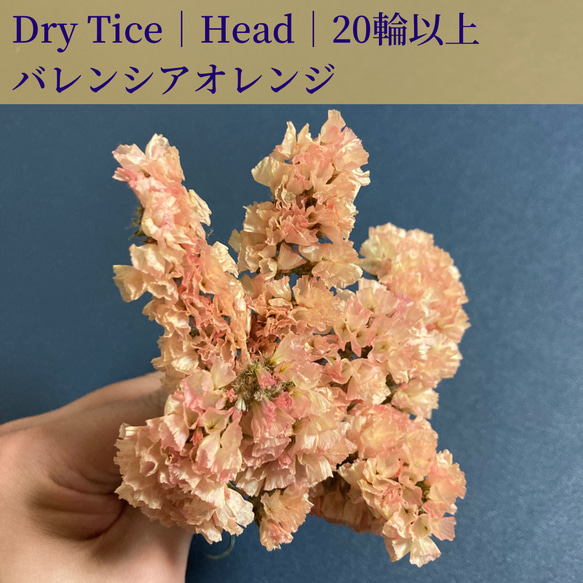 スターチス❇️オレンジ×ピンク❣️ドライフラワー 数量限定】 スターチス グロリアオレンジ 愛知県産 【ドライフラワー