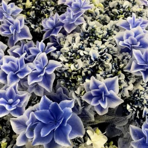 紫陽花【ミルキーウェイ】① 紫陽花【銀河】｜🍀GreenSnap（グリーン