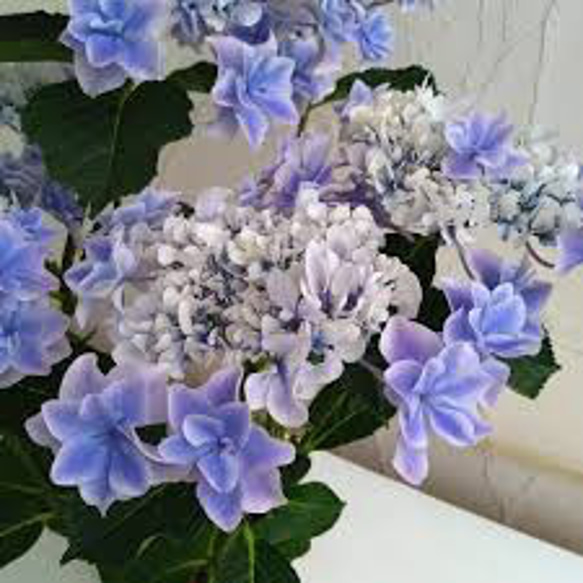 紫陽花【ミルキーウェイ】① 紫陽花【銀河】｜🍀GreenSnap（グリーン