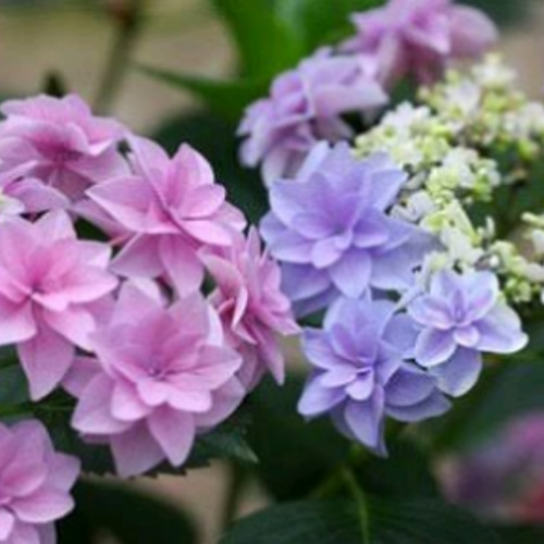 紫陽花 【ティンカーベル】両性花が開く前と後では印象が違って見える