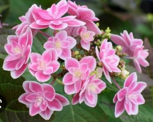 紫陽花 【ティンカーベル】両性花が開く前と後では印象が違って見える