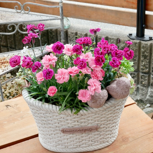 華やぐお花たち ダイアンサス 毎年咲く 寄せ植え 小鳥の憩う