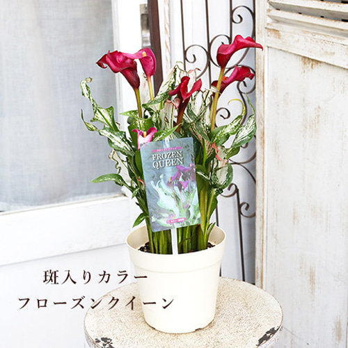 値下げセール 鉢花 観葉植物 カラー フローズンクイーン 5号 宿根草 