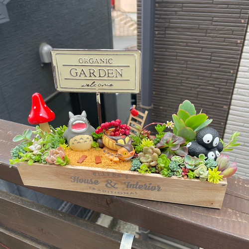値下げしました♪♪★★箱庭風❤️★寄せ植え★このまま飾れます★多肉植物★★ 受注制作 ガーデン箱庭風多肉植物寄せ植え 多肉植物 まぁちゃん