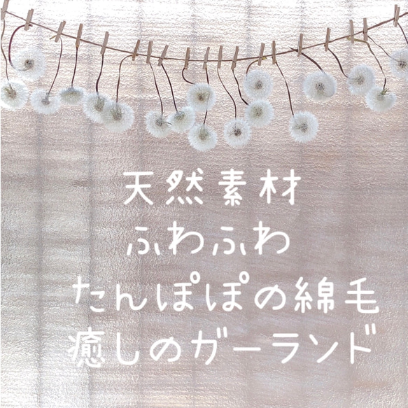 天然素材 ふわふわ 癒しのたんぽぽの綿毛 ガーランド タンポポ ドライフラワー 1枚目の画像