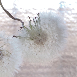 天然素材 ふわふわ 癒しのたんぽぽの綿毛 ガーランド タンポポ ドライフラワー 3枚目の画像