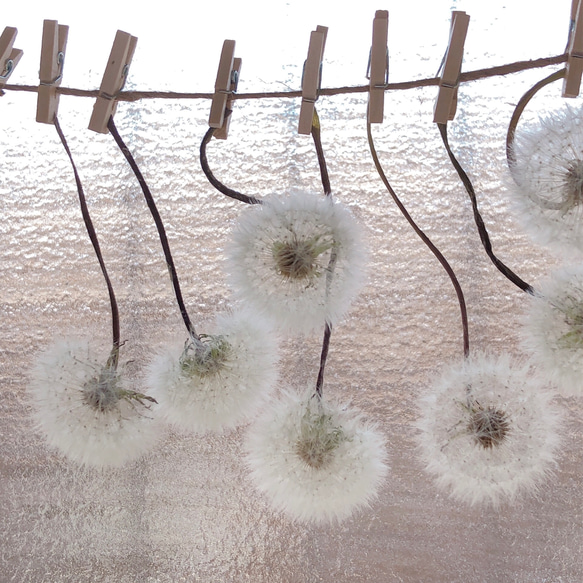 天然素材 ふわふわ 癒しのたんぽぽの綿毛 ガーランド タンポポ ドライフラワー 7枚目の画像