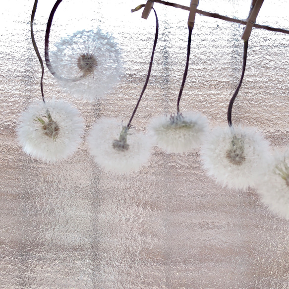 天然素材 ふわふわ 癒しのたんぽぽの綿毛 ガーランド タンポポ ドライフラワー 6枚目の画像