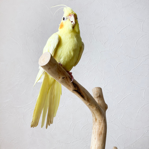 流木の止まり木】鳥 大型バードスタンド 高さ約85cm ツリー型 インコ