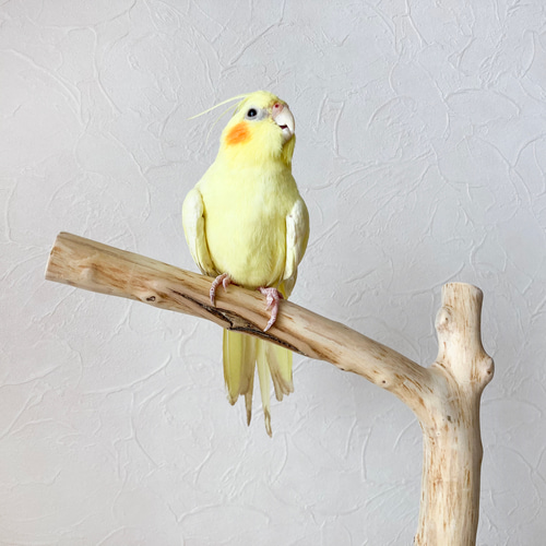 流木の止まり木】鳥 大型バードスタンド 高さ約85cm ツリー型