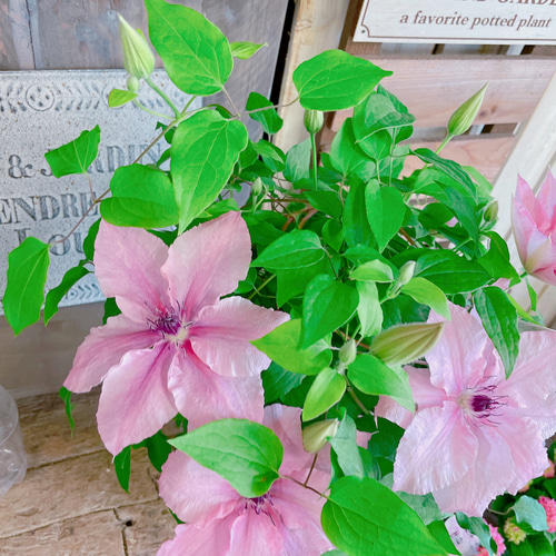 ラスト！入荷しました！可愛いクレマチス♡ピンクファンタジー【毎年