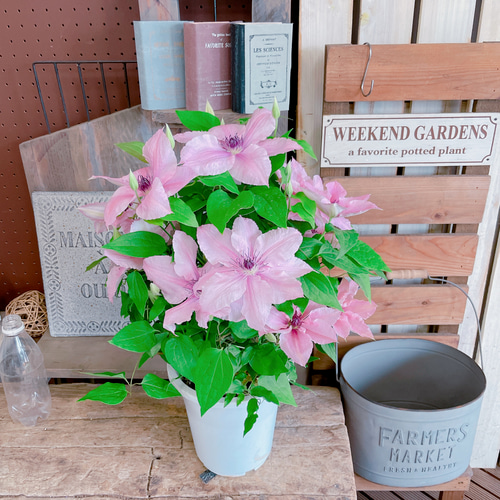 ラスト！入荷しました！可愛いクレマチス♡ピンクファンタジー【毎年