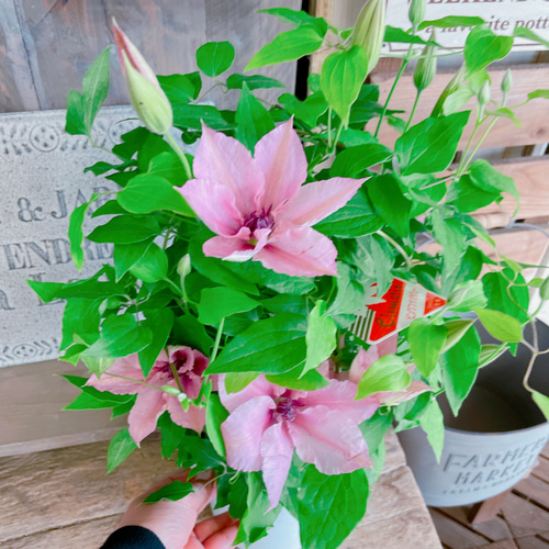 ♛° きれいなピンク色のクレマチス♡   癒しの造花アレンジメント♧ ♛° きれいなピンク色のクレマチス♡ 癒しの造花アレンジメント