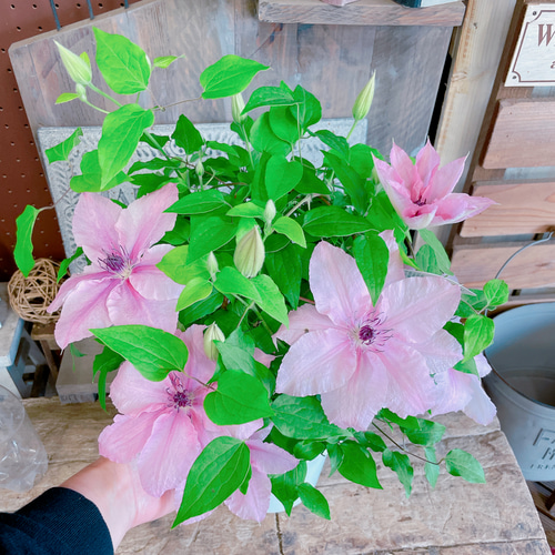 ラスト！入荷しました！可愛いクレマチス♡ピンクファンタジー【毎年