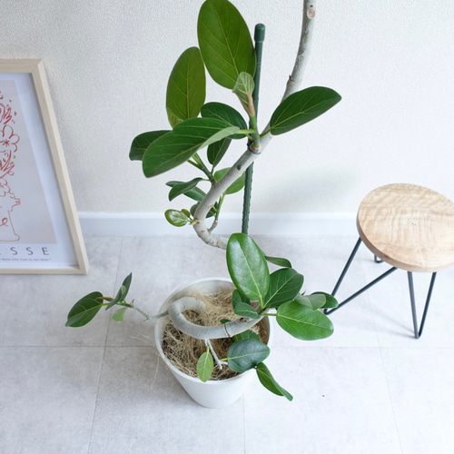 キレイな曲がり樹形 フィカス ベンガレンシス 観葉植物 室内