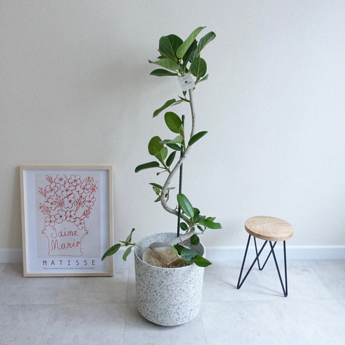 フィカス　ベンガレンシス　曲がり　鉢皿付き＋エバーフレッシュ鉢皿付き 観葉植物 フィカス ベンガレンシス 8号 曲り プラスチック鉢 | 観葉