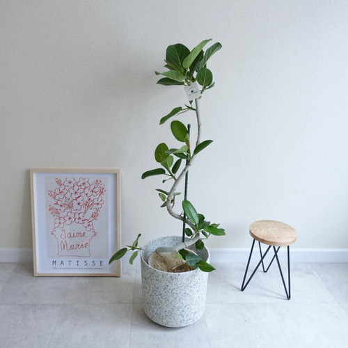 キレイな曲がり樹形 フィカス ベンガレンシス 観葉植物 室内